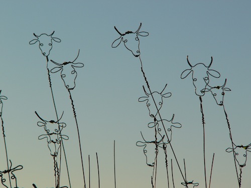 Detail - Cow Grass